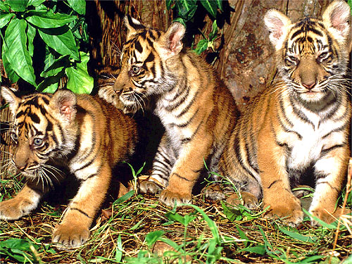 © WWF-Canon / Alain COMPOST <br> Tiger numbers are at an all-time low -- there may be as few as 3,200 tigers left in the wild. However, there is hope for tigers like these three cubs in Sumatra, Indonesia. WWF has set a bold, but achievable goal to double the number of tigers in the wild within 12 years, when the next Year of the Tiger is celebrated on the Chinese lunar calendar.